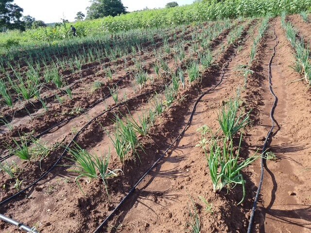 Irrigating To Thrive: Help Empower Ugandan Farmers