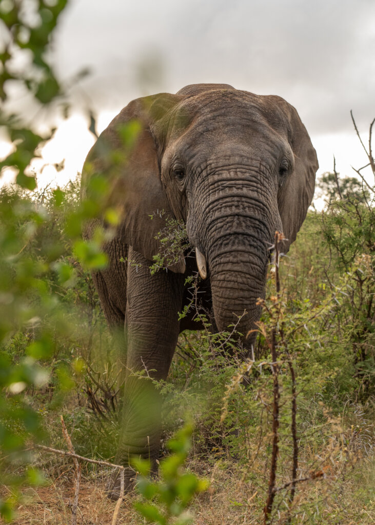 1000 Echoes for Elephants