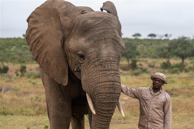 1000 Echoes for Elephants