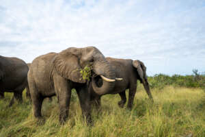 Limpopo