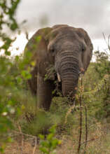 Limpopo