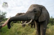 1000 Echoes for Elephants