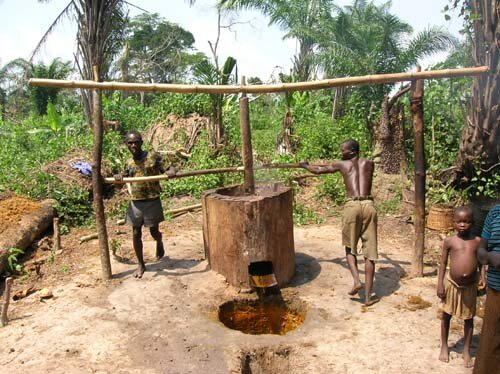 Help vulnerable palm oil startups in the DR Congo
