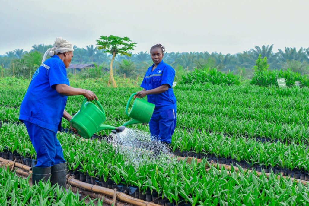 Help vulnerable palm oil startups in the DR Congo