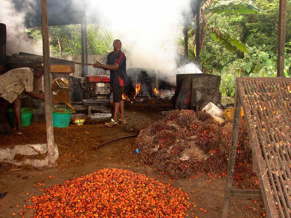 Help vulnerable palm oil startups in the DR Congo