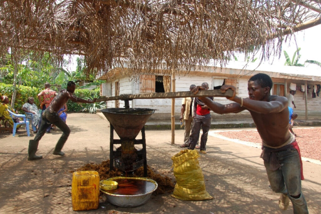 Help vulnerable palm oil startups in the DR Congo