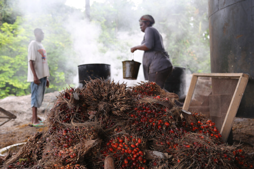 Help vulnerable palm oil startups in the DR Congo
