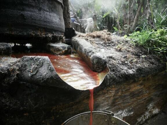 Help vulnerable palm oil startups in the DR Congo