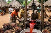 Help vulnerable palm oil startups in the DR Congo