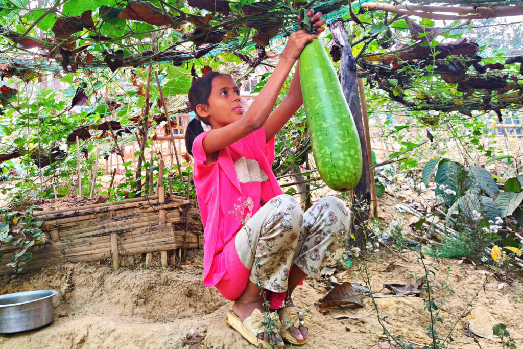 Help Rohingya Refugees Grow Food in Bangladesh