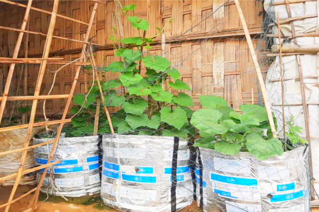 Help Rohingya Refugees Grow Food in Bangladesh