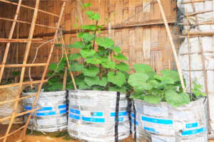 Growing vegetables in recycled aid sacks