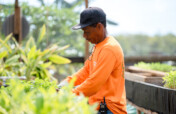 Change lives through agriculture in the Caribbean