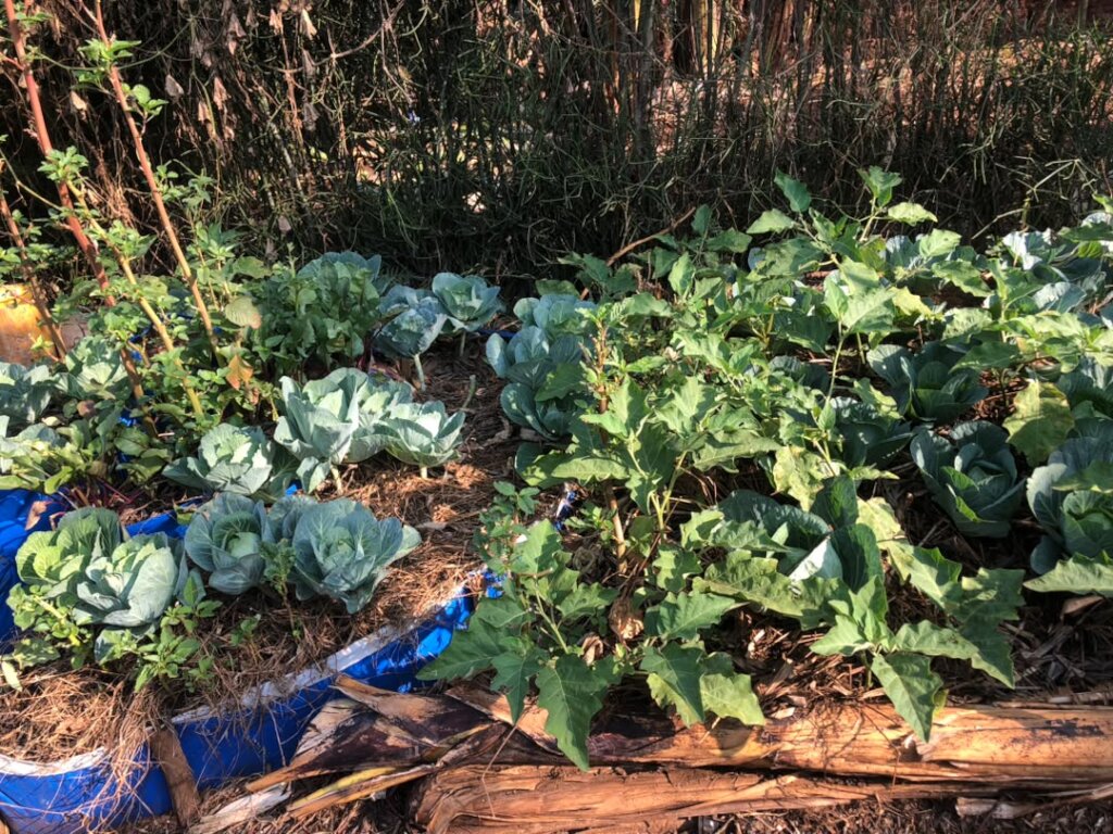 Strengthening Gardens for Teen Mothers in Kayonza