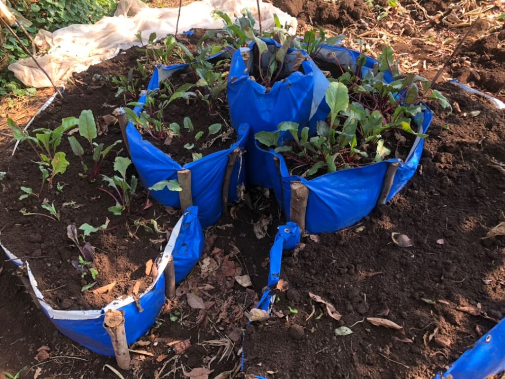 Strengthening Gardens for Teen Mothers in Kayonza