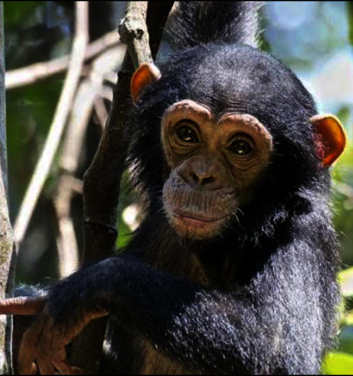 Adopt Young Orphan Chimpanzees in Mahale: Tanzania