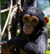 Adopt Young Orphan Chimpanzees in Mahale: Tanzania