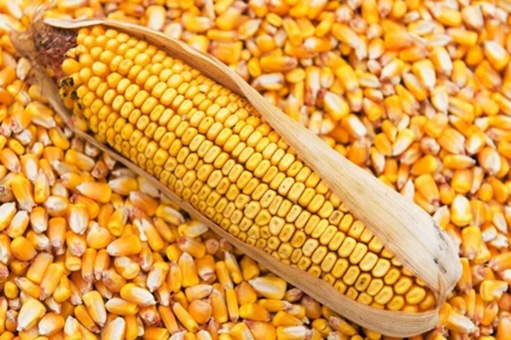 Urgent Hunger Help Need for 60 Families in Katete