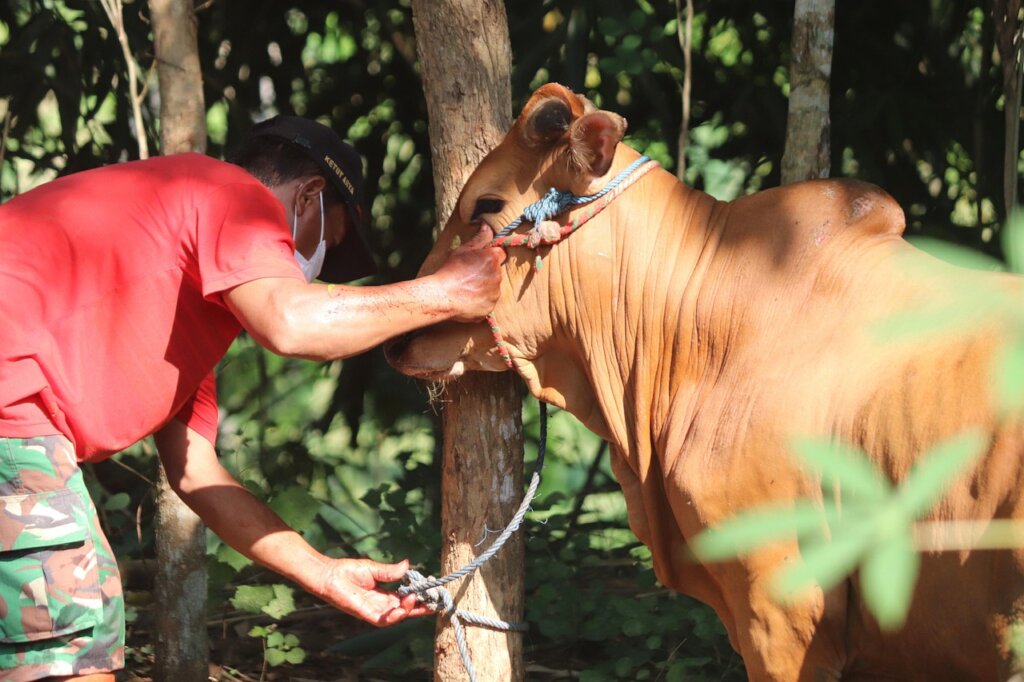 Qurban 2027: Share Happiness for Qurban 2027