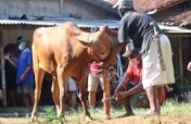 Qurban 2027: Share Happiness for Qurban 2027