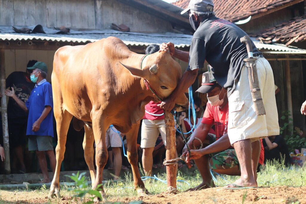 Qurban 2027: Share Happiness for Qurban 2027