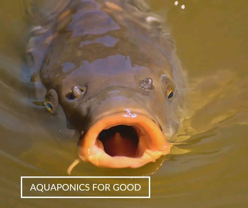 Fish farming grows in the DRC
