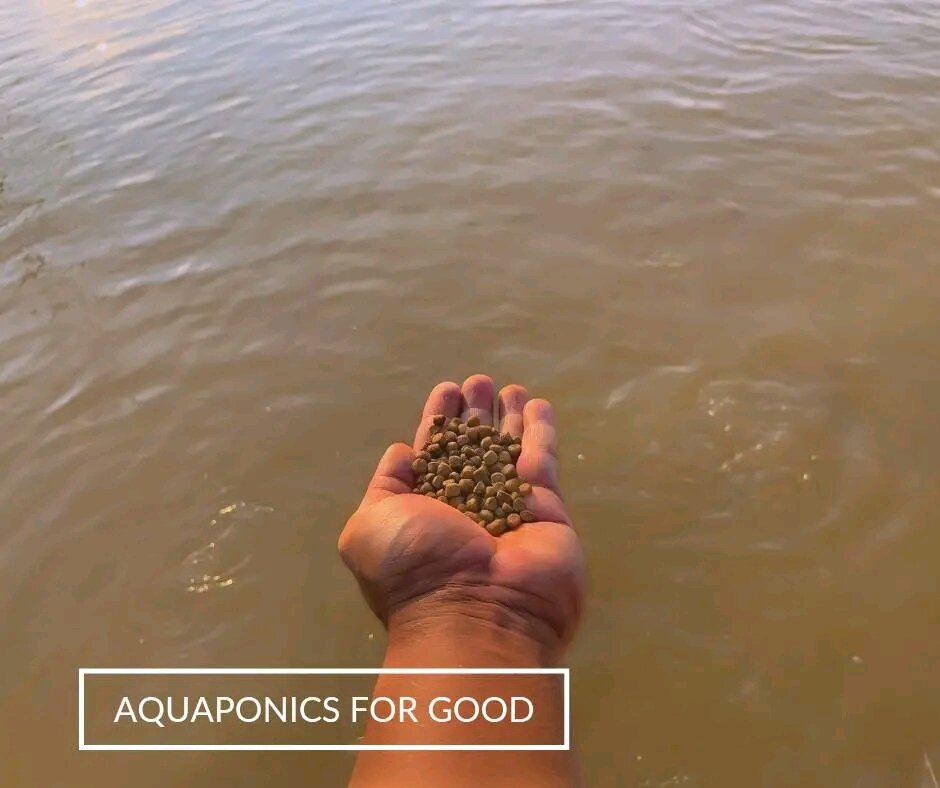Fish farming grows in the DRC