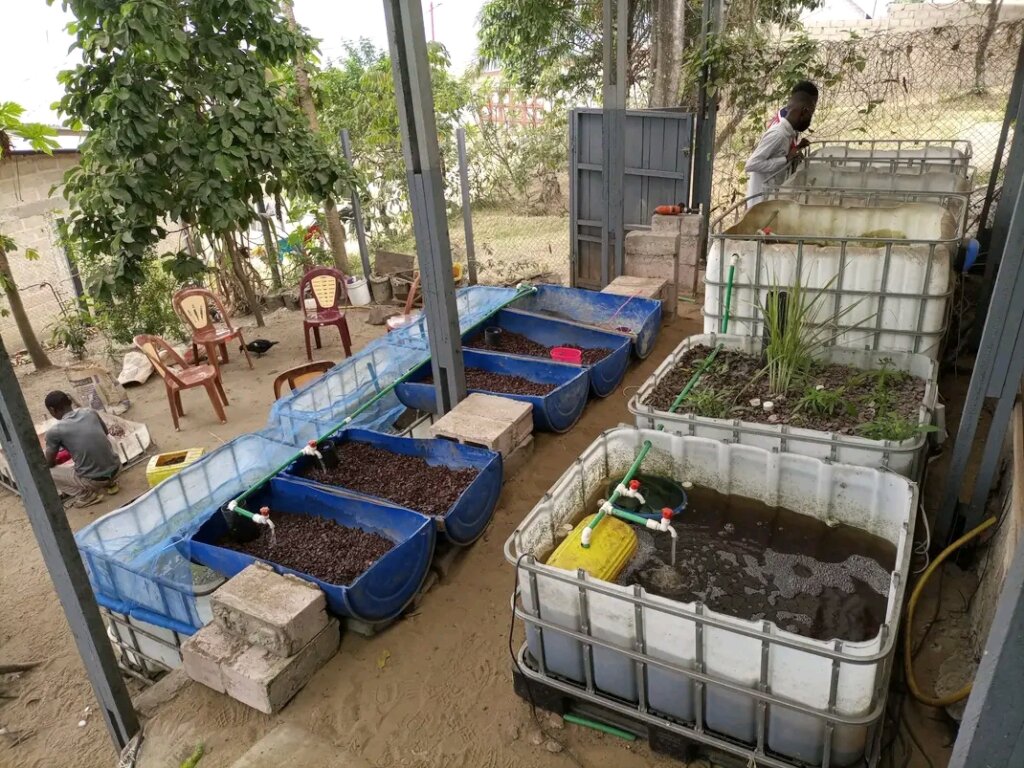 Fish farming grows in the DRC