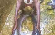 Fish farming grows in the DRC