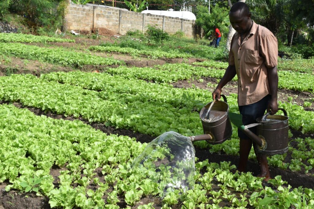 Help 250 Households Start Vegetable Farms