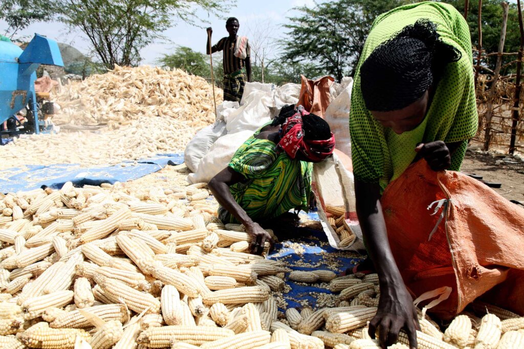 Support 300 Communities Reduce Post-Harvest Losses