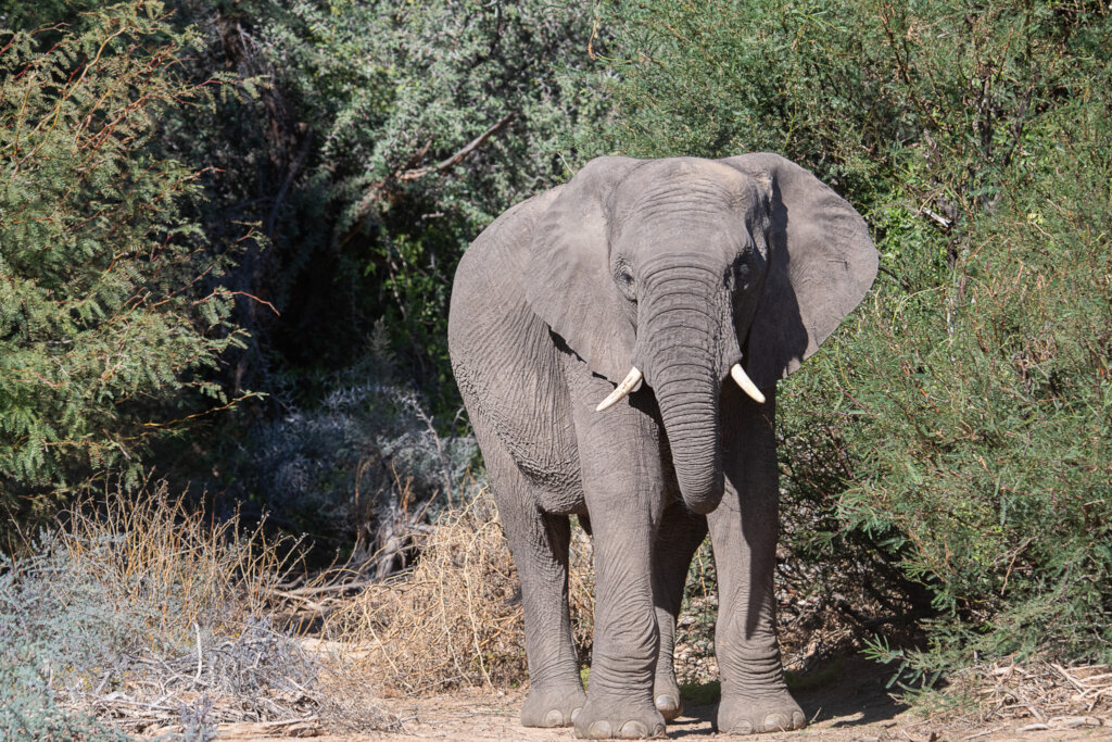 Help Build the Kunene Elephant Education Center
