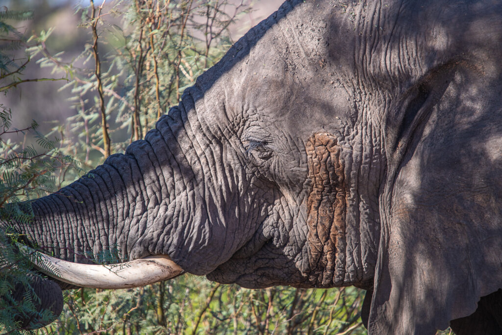Help Build the Kunene Elephant Education Center