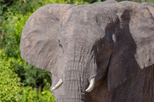 Desert Elephants in Namibia's Kunene Region