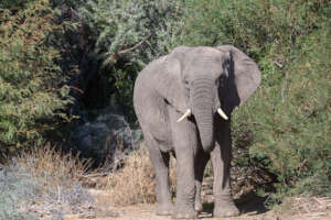 Desert Elephants in Namibia's Kunene Region