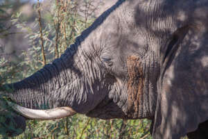 Desert Elephantsin Namibia's Kunene Region