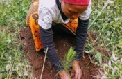 Green Nyarugusu Refugees Camp:Plant 13,000 Trees