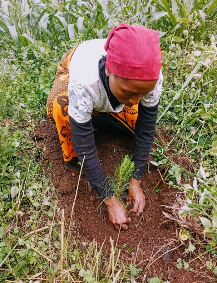 Green Nyarugusu Refugees Camp:Plant 13,000 Trees