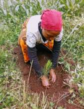 Green Nyarugusu Refugees Camp:Plant 13,000 Trees