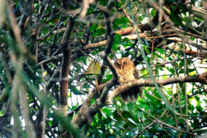 Juvenile Sokoke Scops Owl photographed in ADNR