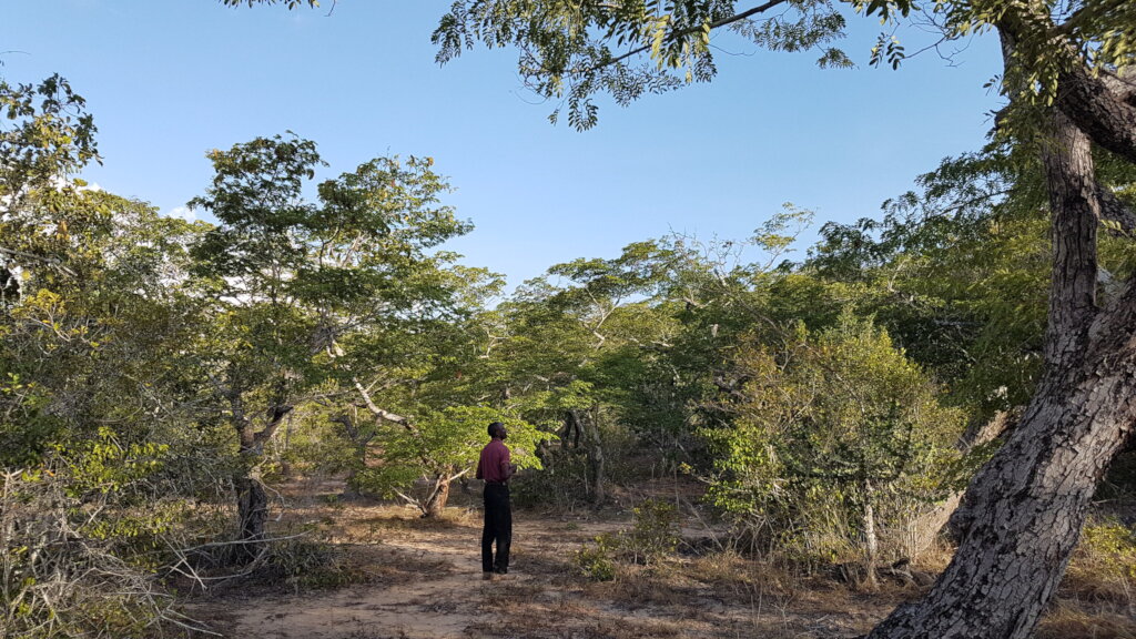Help Secure Dakatcha Woodland in Kenya