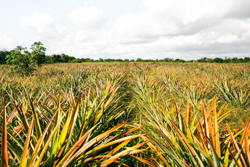 Help Secure Dakatcha Woodland in Kenya