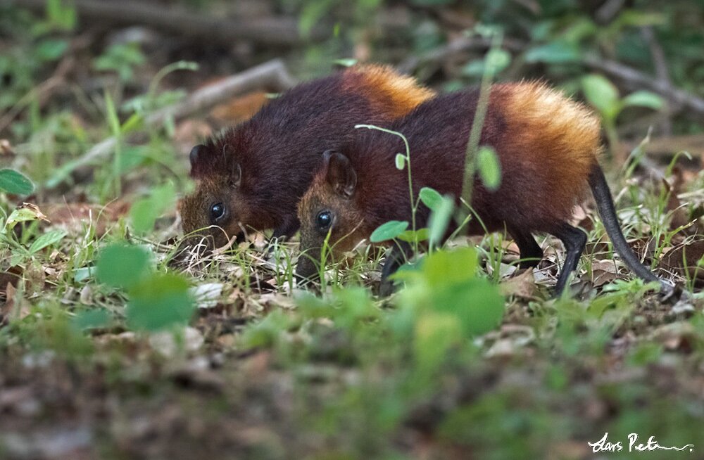 The globally endangered golden-rumped sengi