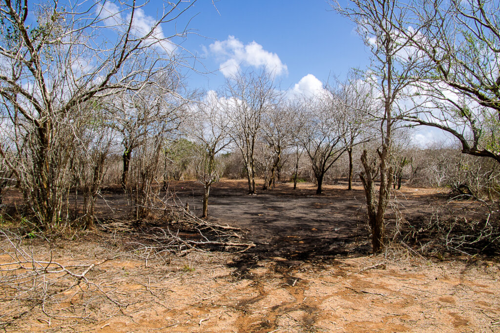 Patch of forest where charcoal was burned