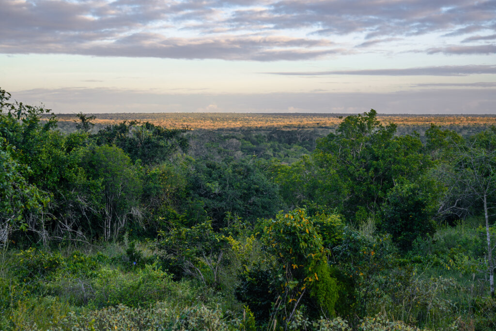 Help Secure Dakatcha Woodland in Kenya