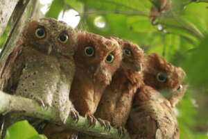 The globally endangered Sokoke Scops Owls
