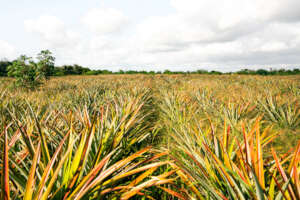 Pineapple plantations where forest once stood