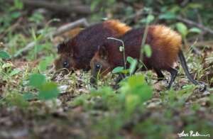 The globally endangered golden-rumped sengi
