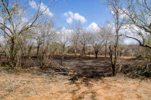 Patch of forest where charcoal was burned