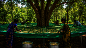 This is the mahua net design we are innovating